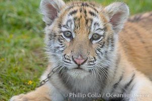 Siberian tiger cub, male, 10 weeks old, Panthera tigris altaica