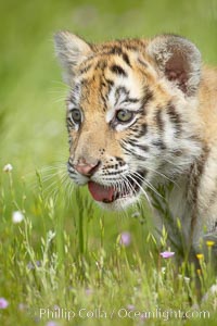 Siberian tiger cub, male, 10 weeks old., Panthera tigris altaica, natural history stock photograph, photo id 15998