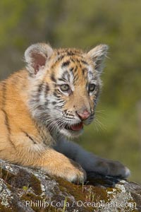 Siberian tiger cub, male, 10 weeks old, Panthera tigris altaica