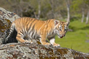 Siberian tiger cub, male, 10 weeks old, Panthera tigris altaica