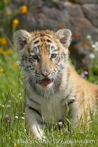 Siberian tiger cub, male, 10 weeks old., Panthera tigris altaica, natural history stock photograph, photo id 16007