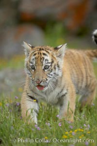 Siberian tiger cub, male, 10 weeks old., Panthera tigris altaica, natural history stock photograph, photo id 16010