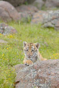 Siberian tiger cub, male, 10 weeks old, Panthera tigris altaica