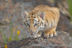 Siberian tiger cub, male, 10 weeks old, Panthera tigris altaica