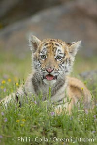 Siberian tiger cub, male, 10 weeks old, Panthera tigris altaica