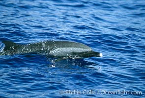 Pantropical spotted dolphin, Stenella attenuata, Maui