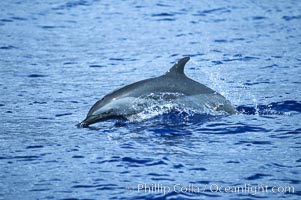 Pantropical spotted dolphin, Stenella attenuata, Maui