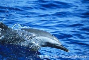 Pantropical spotted dolphin, Stenella attenuata, Maui