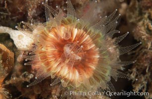 Brown  cup coral, Paracyathus stearnsi, San Miguel Island