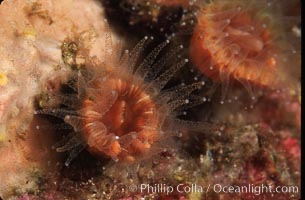 Brown  cup coral, Paracyathus stearnsi, San Miguel Island