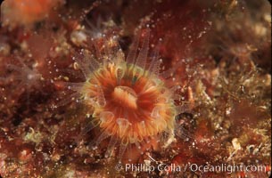 Brown  cup coral, Paracyathus stearnsi, San Miguel Island