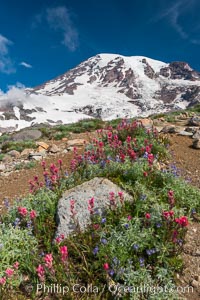 Paradise Meadows, wildflowers and Mount Rainier, summer, Mount Rainier National Park, Washington