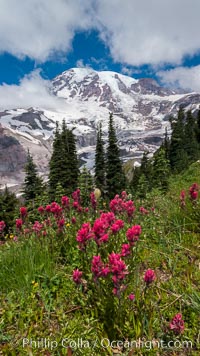 Paradise Meadows, wildflowers and Mount Rainier, summer, Mount Rainier National Park, Washington