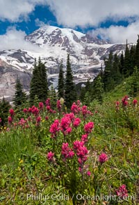 Paradise Meadows, wildflowers and Mount Rainier, summer, Mount Rainier National Park, Washington