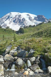 Mount Rainier rises above Edith Creek, Paradise Meadows, Mount Rainier National Park, Washington