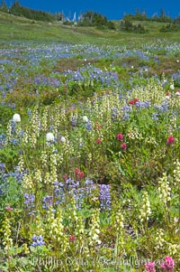 Paradise Meadows wildflowers, summer, Mount Rainier National Park, Washington