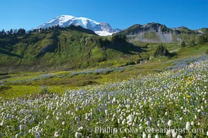 Paradise Meadows, wildflowers and Mount Rainier, summer, Mount Rainier National Park, Washington