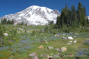 Mount Rainier rises above Paradise Meadows, wildflowers, summer, Mount Rainier National Park, Washington