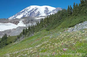 Mount Rainier rises above Paradise Meadows, wildflowers, summer, Mount Rainier National Park, Washington