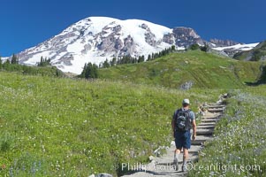 Hiker, Paradise Meadows, Mount Rainier National Park, Washington