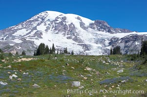 Mount Rainier rises above Paradise Meadows, wildflowers, summer, Mount Rainier National Park, Washington