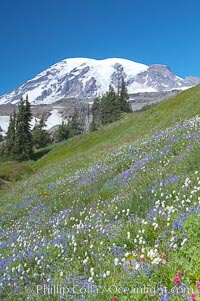 Mount Rainier rises above fields of wildflowers in Paradise Meadows, summer, Mount Rainier National Park, Washington