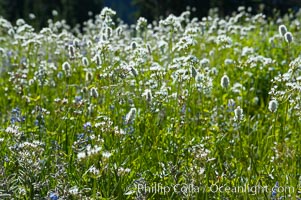 Wildflowers, summer, Paradise Meadows, Mount Rainier National Park, Washington