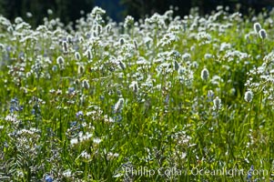 Wildflowers, summer, Paradise Meadows, Mount Rainier National Park, Washington