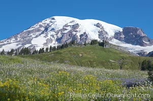 Summer wildflowers carpet the hillsides of Paradise Meadows below Mount Rainier, Mount Rainier National Park, Washington