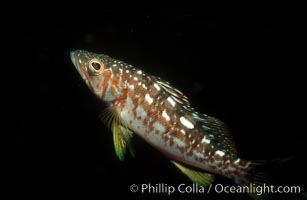 Kelp bass (calico bass), Paralabrax clathratus, San Clemente Island