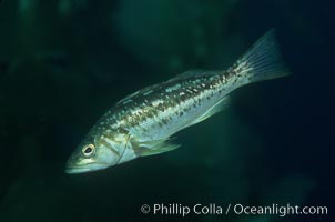 Kelp bass (calico bass), Paralabrax clathratus, San Clemente Island