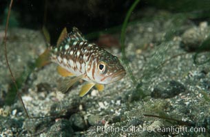 Juvenile kelp bass (calico bass) hiding amidst rocks on the reef, Paralabrax clathratus, San Clemente Island