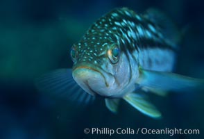 Kelp bass (calico bass) hovers amidst fronds in the kelp forest, waiting to pounce on smaller fish, Paralabrax clathratus, San Clemente Island