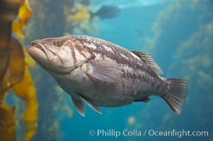 Kelp bass (calico bass) hovering amidst kelp fronds, Paralabrax clathratus