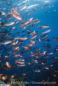 Pacific creolefish, Paranthias colonus, Cousins