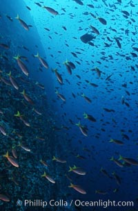 Pacific creolefish, Paranthias colonus, Cousins