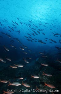 Pacific creolefish, Paranthias colonus, Cousins