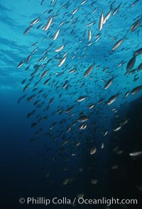 Schooling Pacific Creolefish, Sea of Cortez near La Paz., Paranthias colonus, natural history stock photograph, photo id 07101