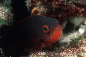 Pacific Creolefish hides in reef crevices at night, Sea of Cortez near La Paz, Paranthias colonus