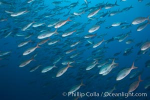 Pacific creolefish form immense schools and are a source of food for predatory fishes, Paranthias colonus, Darwin Island