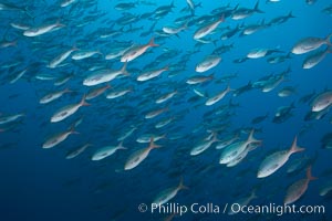 Pacific creolefish form immense schools and are a source of food for predatory fishes, Paranthias colonus, Darwin Island