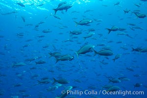 Pacific creolefish form immense schools and are a source of food for predatory fishes, Paranthias colonus, Darwin Island