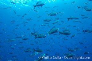 Pacific creolefish form immense schools and are a source of food for predatory fishes, Paranthias colonus, Darwin Island