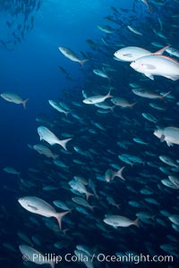 Pacific creolefish form immense schools and are a source of food for predatory fishes, Paranthias colonus, Darwin Island