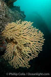 Parasitic zoanthid anemones cover and encrust and overwhelm a golden gorgonian, Catalina Head, Parazoanthus lucificum, Savalia lucifica, Catalina Island, California