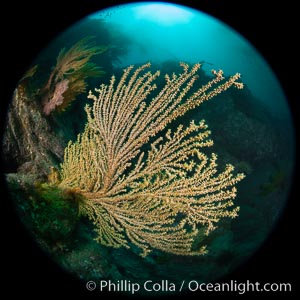 Parasitic zoanthid anemones cover and encrust and overwhelm a golden gorgonian, Catalina Head, Parazoanthus lucificum, Savalia lucifica, Catalina Island, California