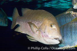 Unidentified pargo or grouper fish