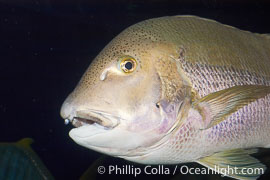 Unidentified pargo or grouper fish