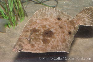 English sole (probable but uncertain identification), Parophrys vetulus