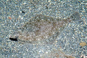 English sole, Parophrys vetulus